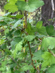 Ribes divaricatum