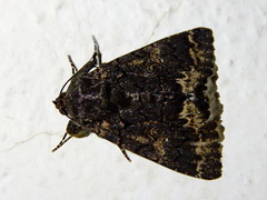 Catephia alchymista