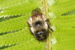 Bombus mixtus