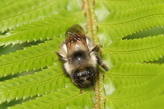 Bombus mixtus