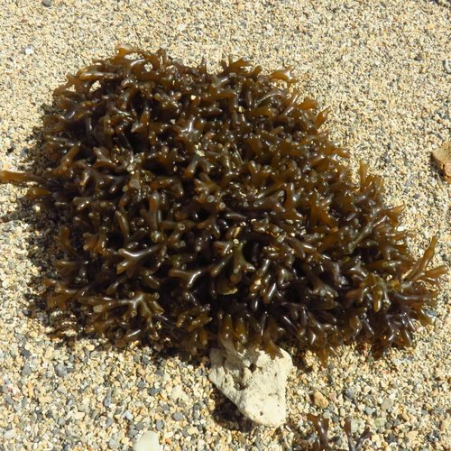Gracilaria salicornia