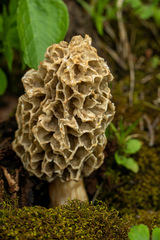 Morchella americana