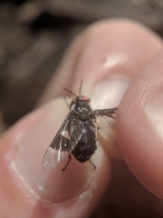 Chrysops carbonarius