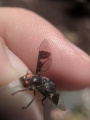 Chrysops carbonarius