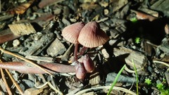 Mycena kuurkacea