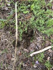 Ursus arctos horribilis
