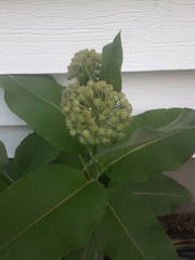 Asclepias syriaca