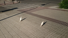 Columba livia domestica