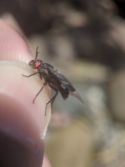 Chrysops carbonarius