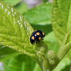 Brachiacantha ursina