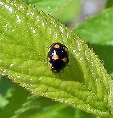 Brachiacantha ursina