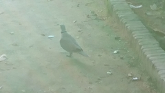 Streptopelia decaocto