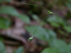 Carex trisperma