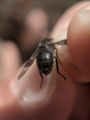 Chrysops carbonarius