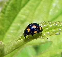 Brachiacantha ursina