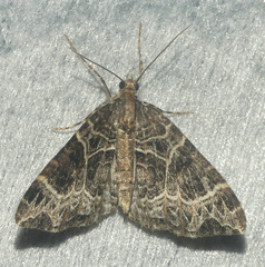 Ecliptopera silaceata albolineata