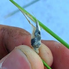 Atkinsonella texensis