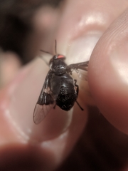 Chrysops carbonarius