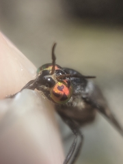 Chrysops carbonarius