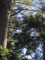 Dumetella carolinensis