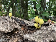 Leucocoprinus birnbaumii birnbaumii