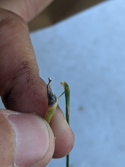 Atkinsonella texensis