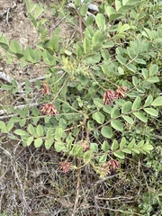 Hosackia crassifolia