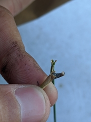 Atkinsonella texensis