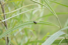 Chrysomela vigintipunctata