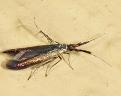 Coleophora deauratella