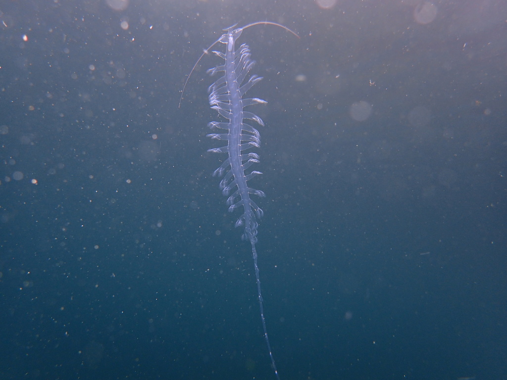 plankton worm