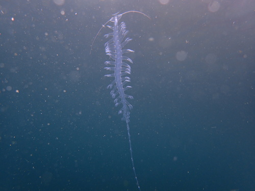 plankton worm