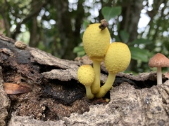 Leucocoprinus birnbaumii birnbaumii