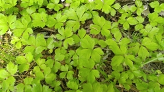 Anemonoides quinquefolia