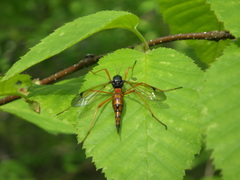 Ctenophorinae