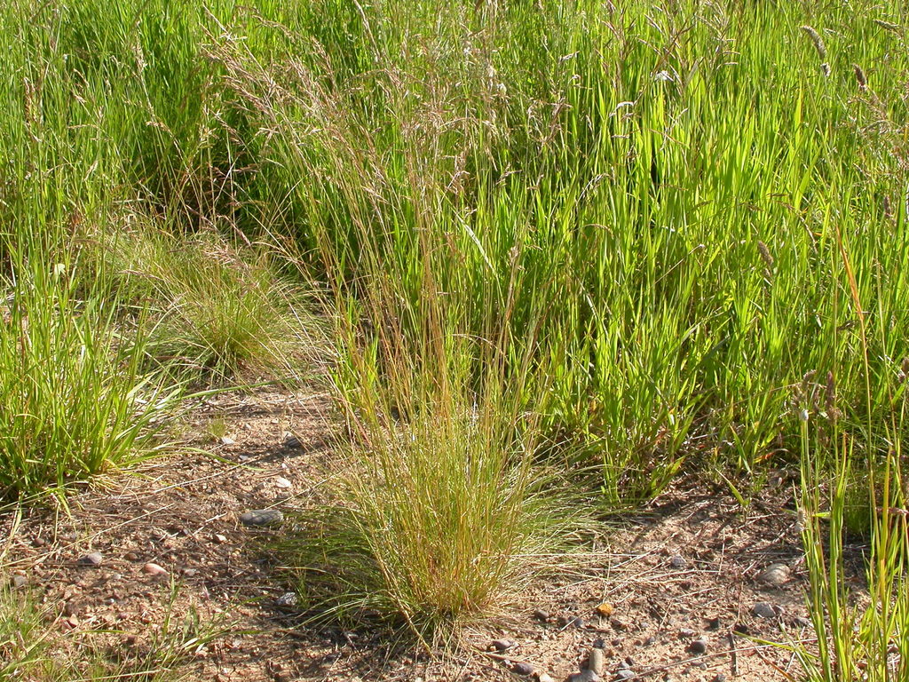 Idaho fescue (FEID) (OCTC Flora Guide) · iNaturalist