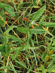 Desmodium varians