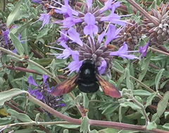 Xylocopa sonorina