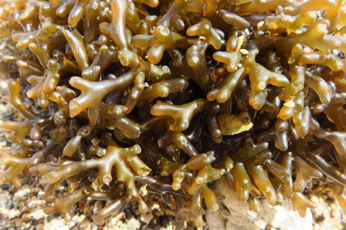 Gracilaria salicornia