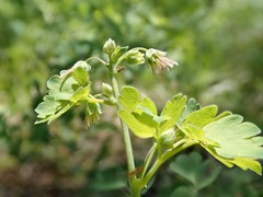 Thalictrum sparsiflorum