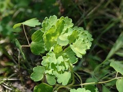 Thalictrum sparsiflorum