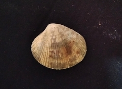 Leukoma asperrima