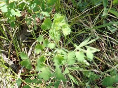 Thalictrum sparsiflorum