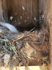 Myiarchus cinerascens