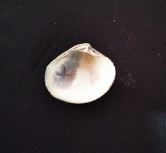 Leukoma asperrima