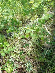 Thalictrum sparsiflorum