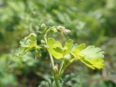 Thalictrum sparsiflorum
