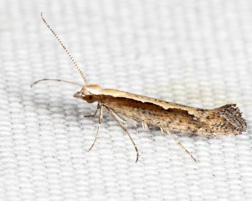 Kopūstinė Kandis nuotrauka