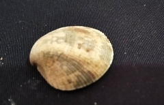 Leukoma asperrima