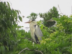 Ardea cinerea